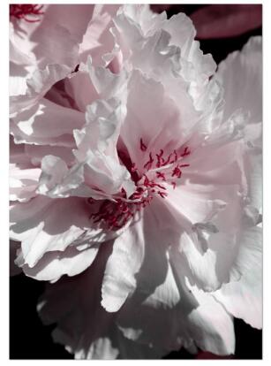 Red Peony Rose Flower Leaf Wall Art Diamond Painting Cross Stitch