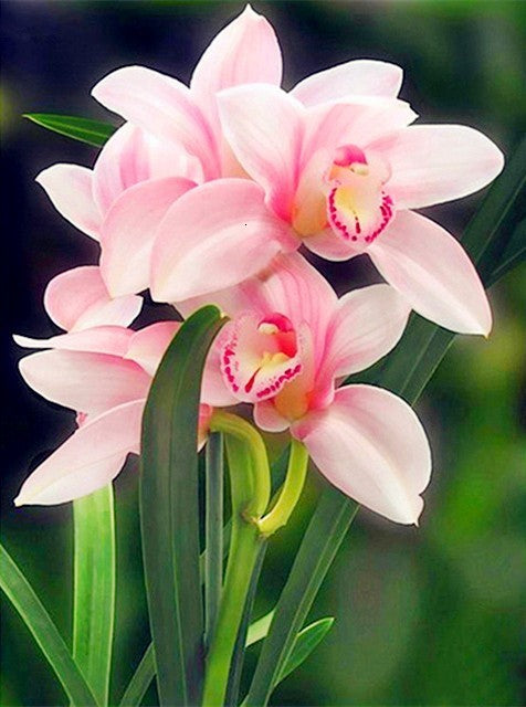 Digital  Flowers DIY Oil Painting For Adult Painting