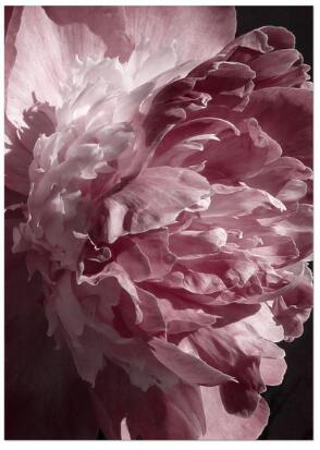 Red Peony Rose Flower Leaf Wall Art Diamond Painting Cross Stitch
