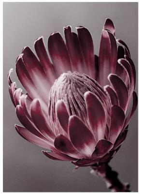 Red Peony Rose Flower Leaf Wall Art Diamond Painting Cross Stitch