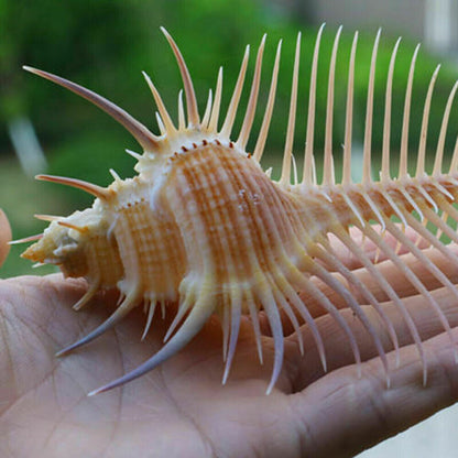 Ancient Conch Comb Conch Shell Aquarium Fish Decoration Specimen Conch