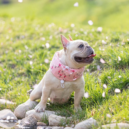 Cooling collar for dogs