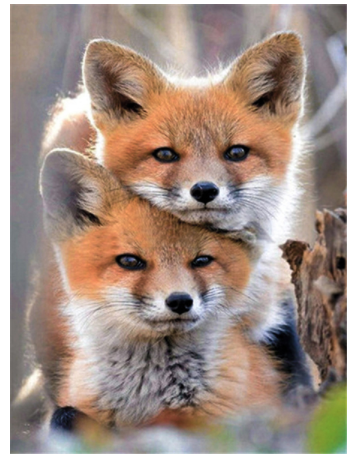 Diamond Painting Cross Stitch Animal Fox Full Square Mosaic Rhinestone Picture Home