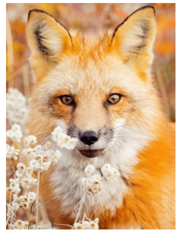 Diamond Painting Cross Stitch Animal Fox Full Square Mosaic Rhinestone Picture Home