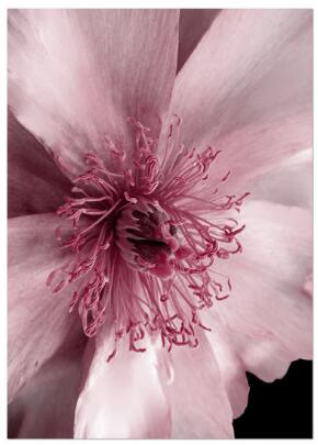 Red Peony Rose Flower Leaf Wall Art Diamond Painting Cross Stitch